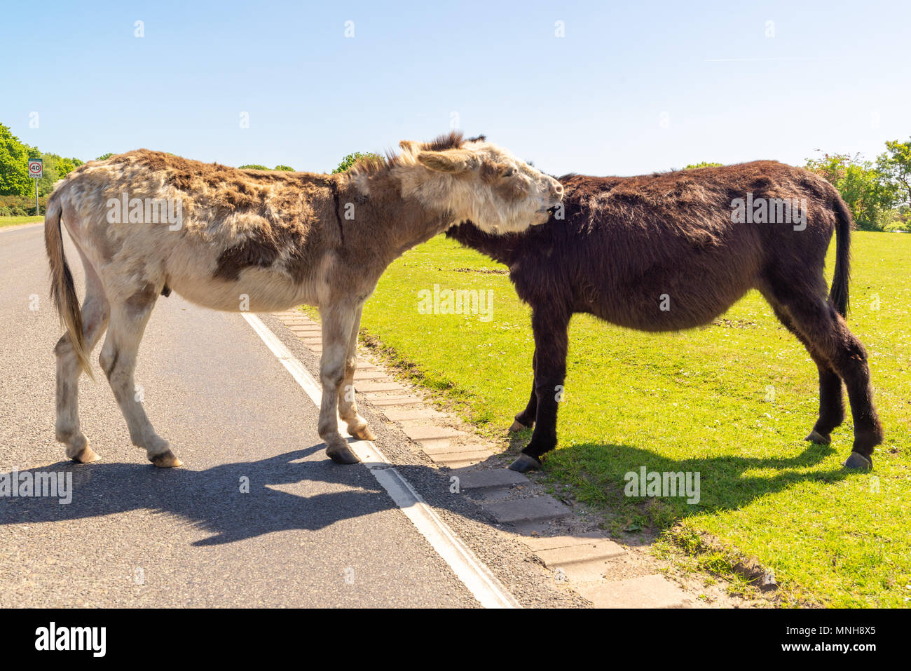Neue Wald Esel umwerben und Nibbeln, jede andere Engpässe auf den Straßenrand bei strahlendem Sonnenschein im Süden von England National Park. Stockfoto