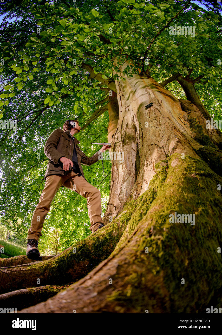 Wakehurst, Sussex, UK. 17 Mai, 2018. Alex Metcalf, nur Baum der Welt - Zuhörer, war in Wakehurst in Sussex heute den Beweis für seine einzigartige Baum - hören Trompete vor seinem Auftritt bei wilden Wald Festival in den nächsten Bank Holiday Wochenende 26. - 28. Mai. Das 500 Hektar große Anwesen, gelegen auf der High Weald von Sussex, hat durch die Royal Botanic Gardens, Kew, ausgeführt wurde, seit 1965. "Gerade die unglaublichen Reaktionen auf die Gesichter der Menschen, wenn Sie zu den Klängen von Wasser, wogende durch Stamm eines Baumes zu hören ist, was macht meine Arbeit eine komplette Privileg, "Alex erklärt. Quelle: Jim Holden/Alamy leben Nachrichten Stockfoto