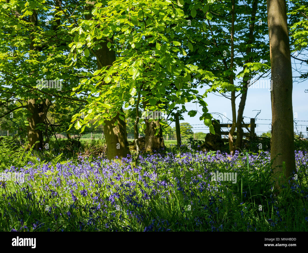 Edinburgh, Schottland, Großbritannien, 17. Mai 2018. Bluebells im Wald auf Riccarton Estate Stockfoto