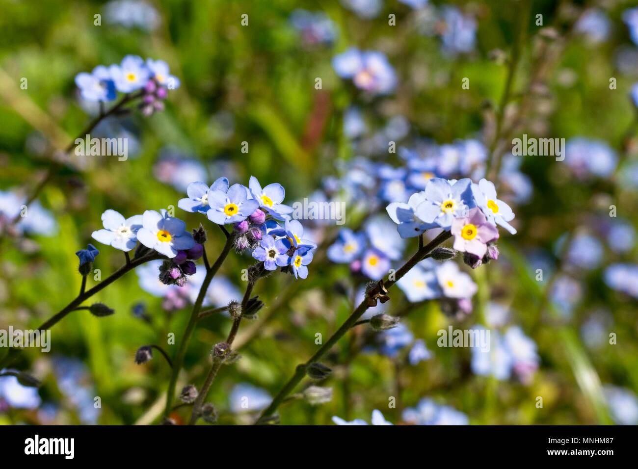 Vergißmeinnicht Blumen, Myosotis Arten, East Sussex, Großbritannien Stockfoto