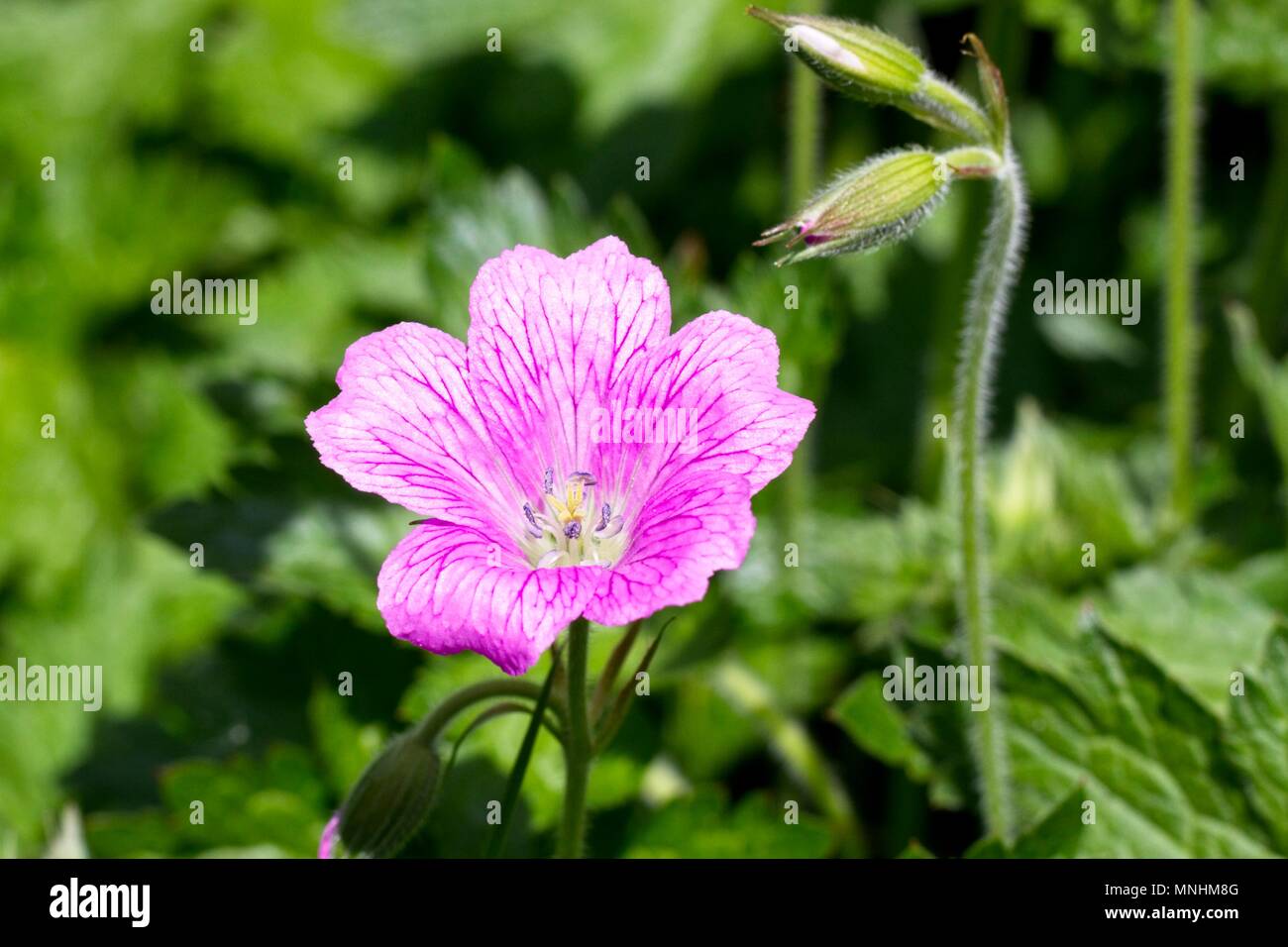 Wilden Geranien Blume Stockfoto