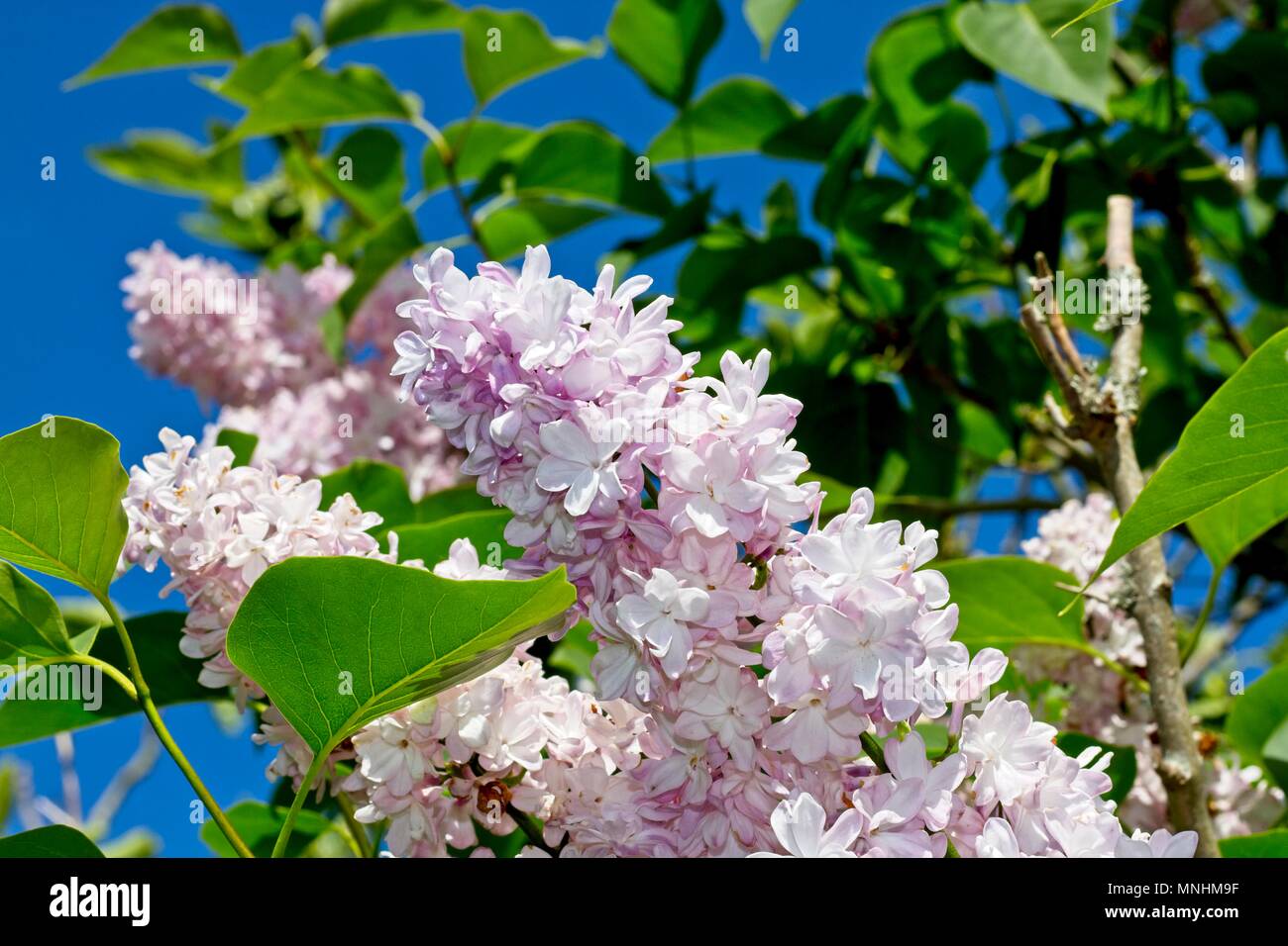 Lilac Tree Blumen Stockfoto
