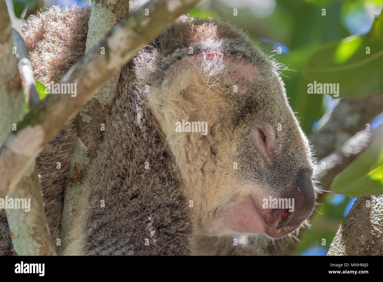 Koalabär Stockfoto