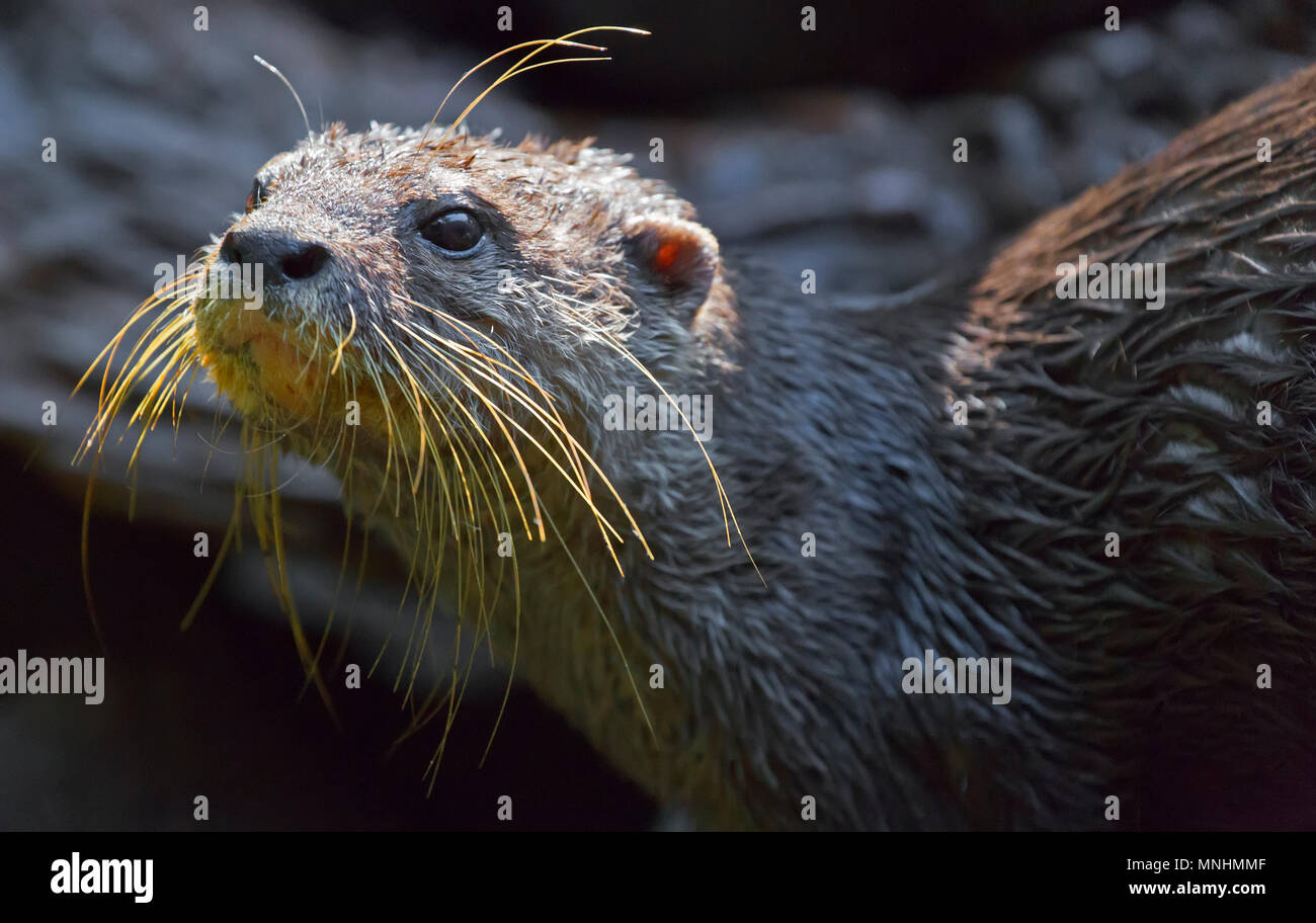 Asiatische Small kratzte Otter Stockfoto