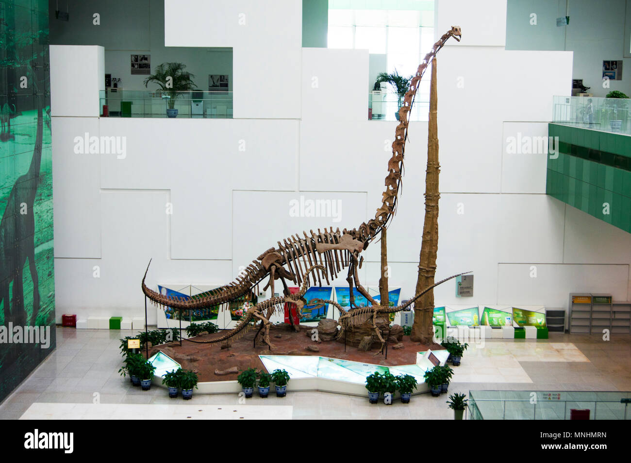 Drei sauropoden Dinosaurier (Diplodocus) aus dem Jura in einer Anzeige an die China Museum für Wissenschaft und Technologie in Peking, China. Stockfoto