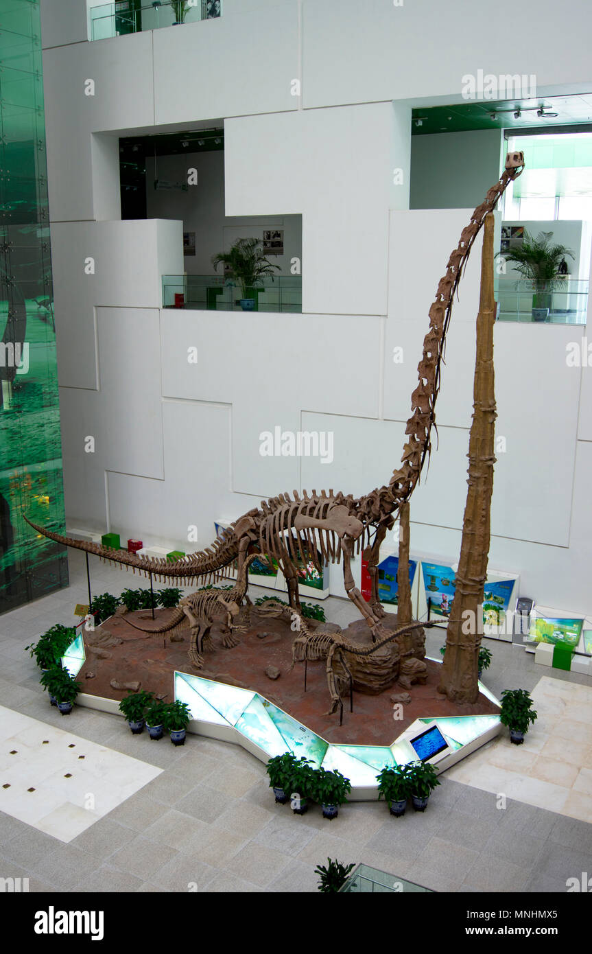 Drei sauropoden Dinosaurier (Diplodocus) aus dem Jura in einer Anzeige an die China Museum für Wissenschaft und Technologie in Peking, China. Stockfoto