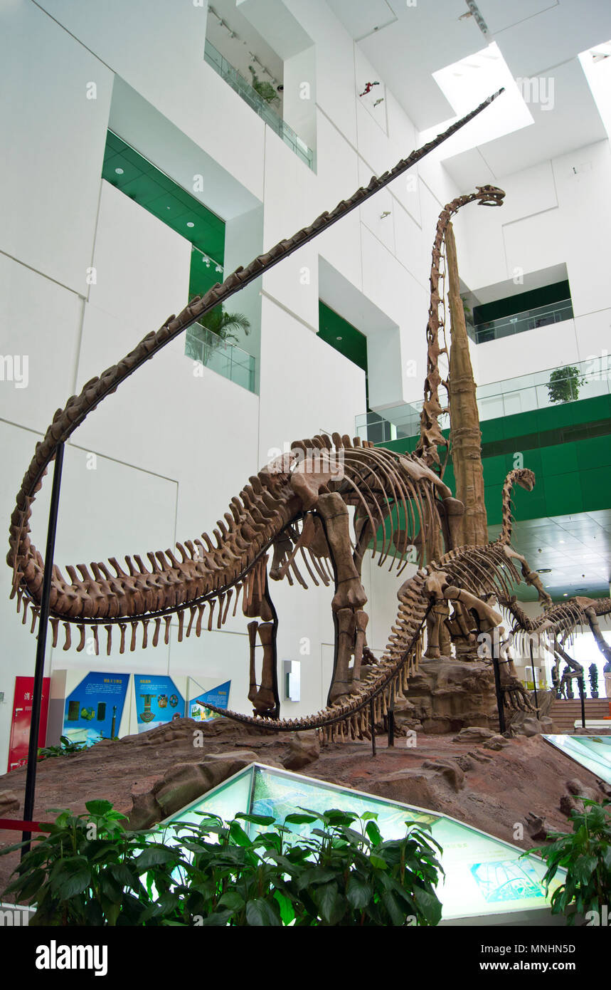 Drei sauropoden Dinosaurier (Diplodocus) aus dem Jura in einer Anzeige an die China Museum für Wissenschaft und Technologie in Peking, China. Stockfoto