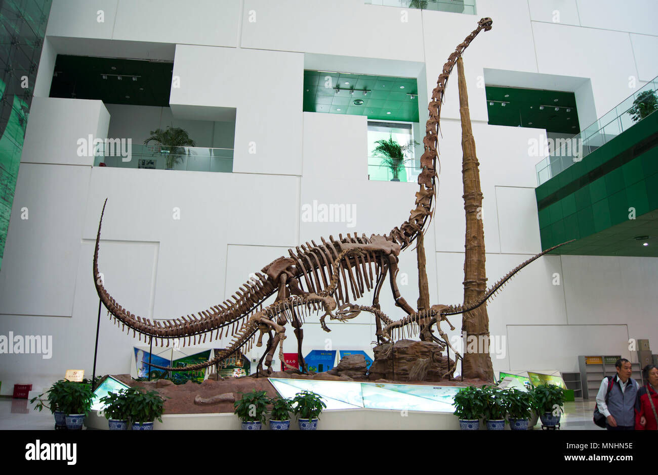 Drei sauropoden Dinosaurier (Diplodocus) aus dem Jura in einer Anzeige an die China Museum für Wissenschaft und Technologie in Peking, China. Stockfoto