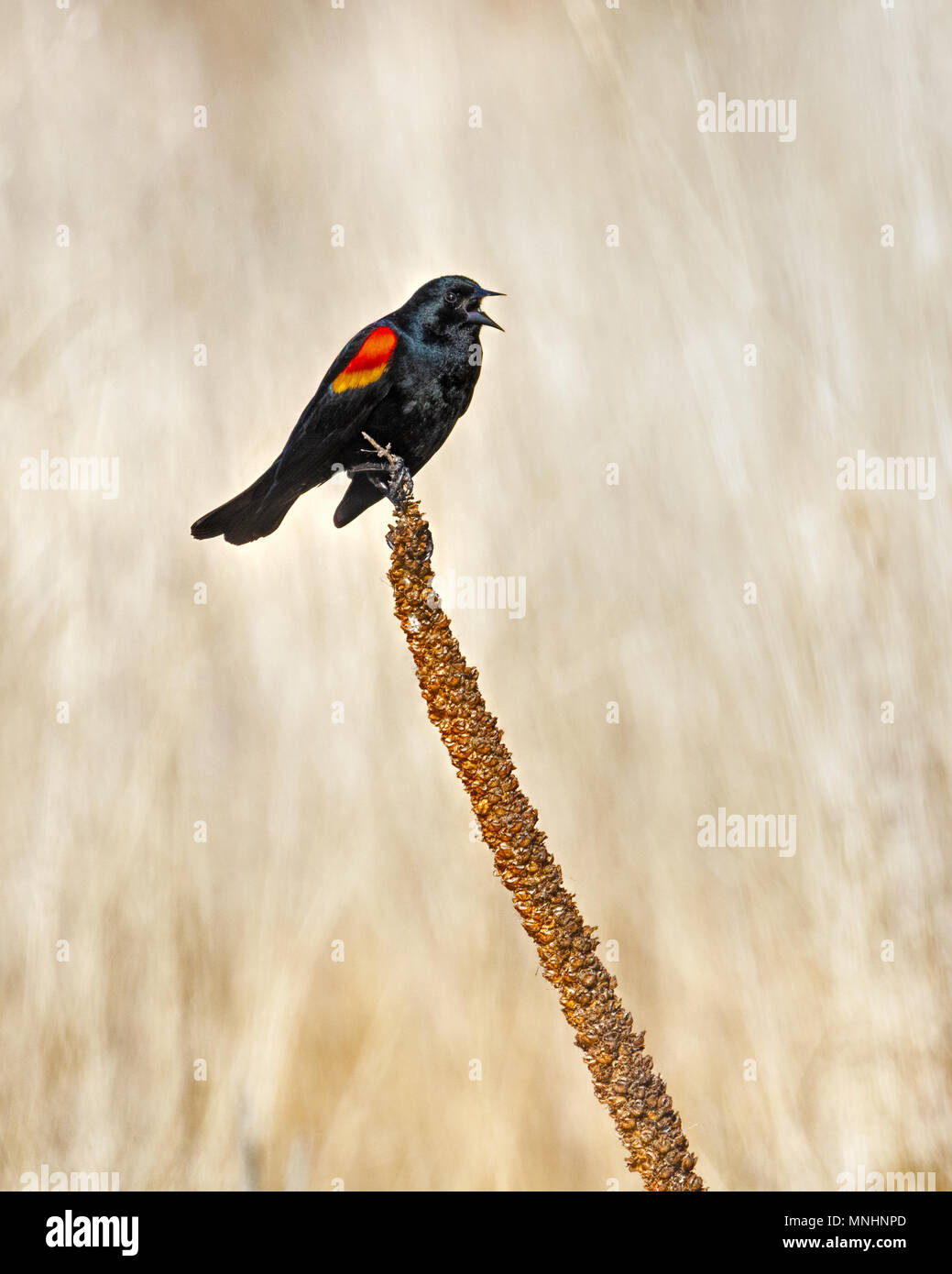 Red-winged blackbird Seine Schulterklappen in der Sacramento National Wildlife Refuge anzeigen. Sie sind mit anderen Vögeln zu kommunizieren. Stockfoto