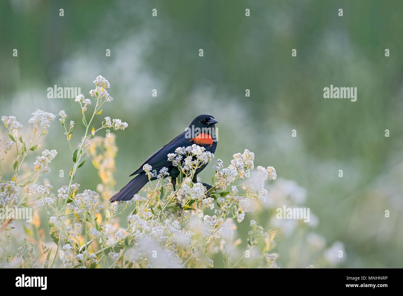 Red-winged blackbird, Ellis Creek, Petaluma, CA. Die Marsh war auf der Liste der Ramsar Feuchtgebiete von internationaler Bedeutung im Jahr 2018 aufgenommen. Stockfoto