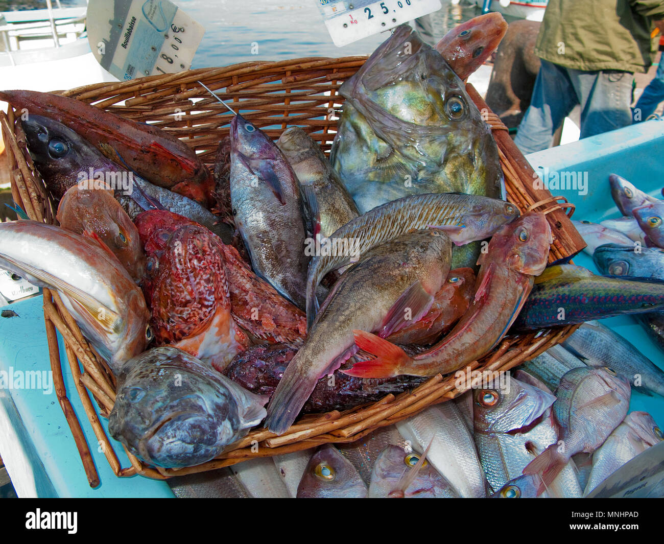 Fang des Tages, frischer Fisch am Hafen Vieux Port, Marseille, Bouches-du-Rhône der Region Provence-Alpes-Côte d'Azur, Südfrankreich, Frankreich, Europa Stockfoto