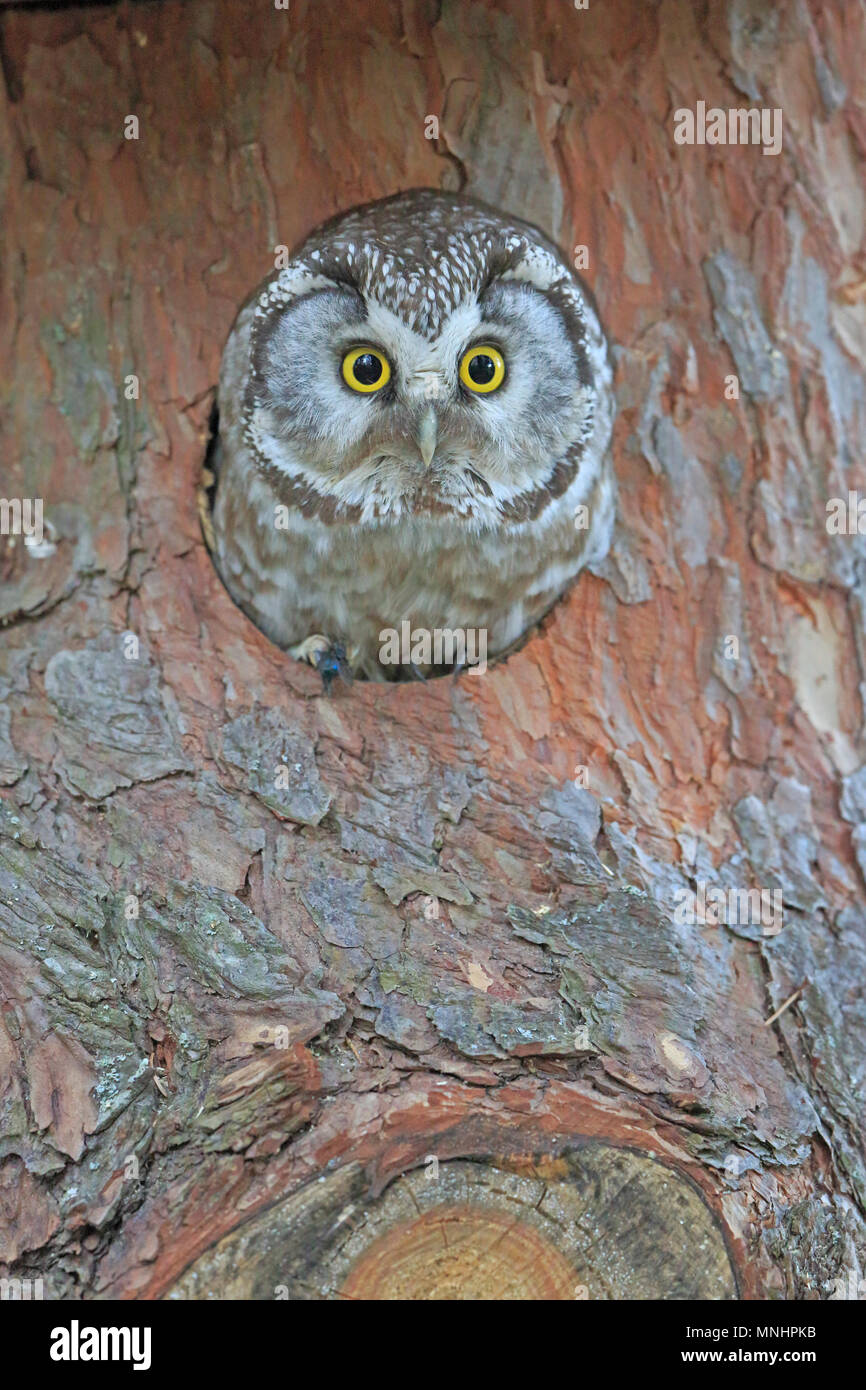 Tengmalm's Owl suchen aus einem Nest in Finnland Stockfoto