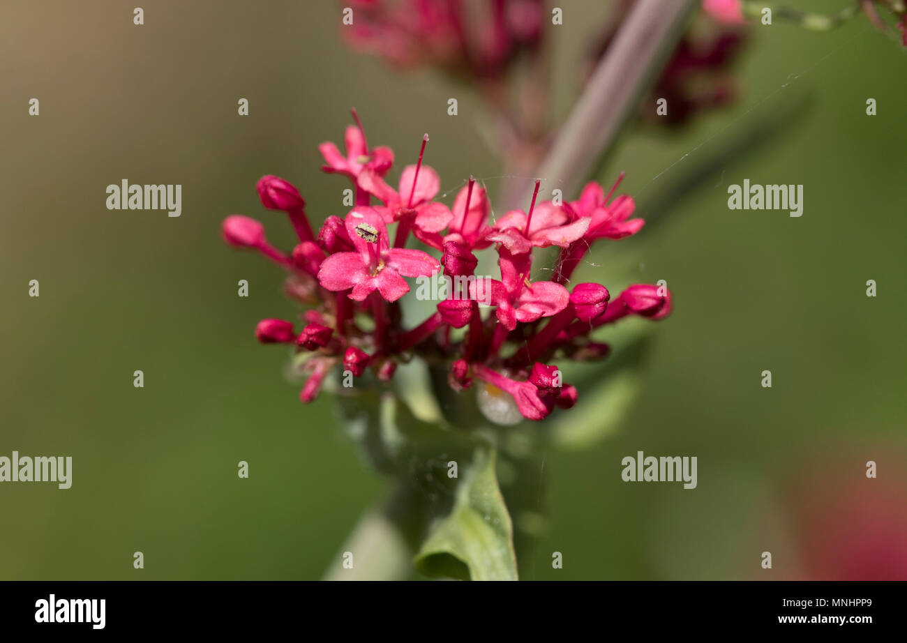 Rote Baldrian Blume - Centranthus ruber Stockfoto