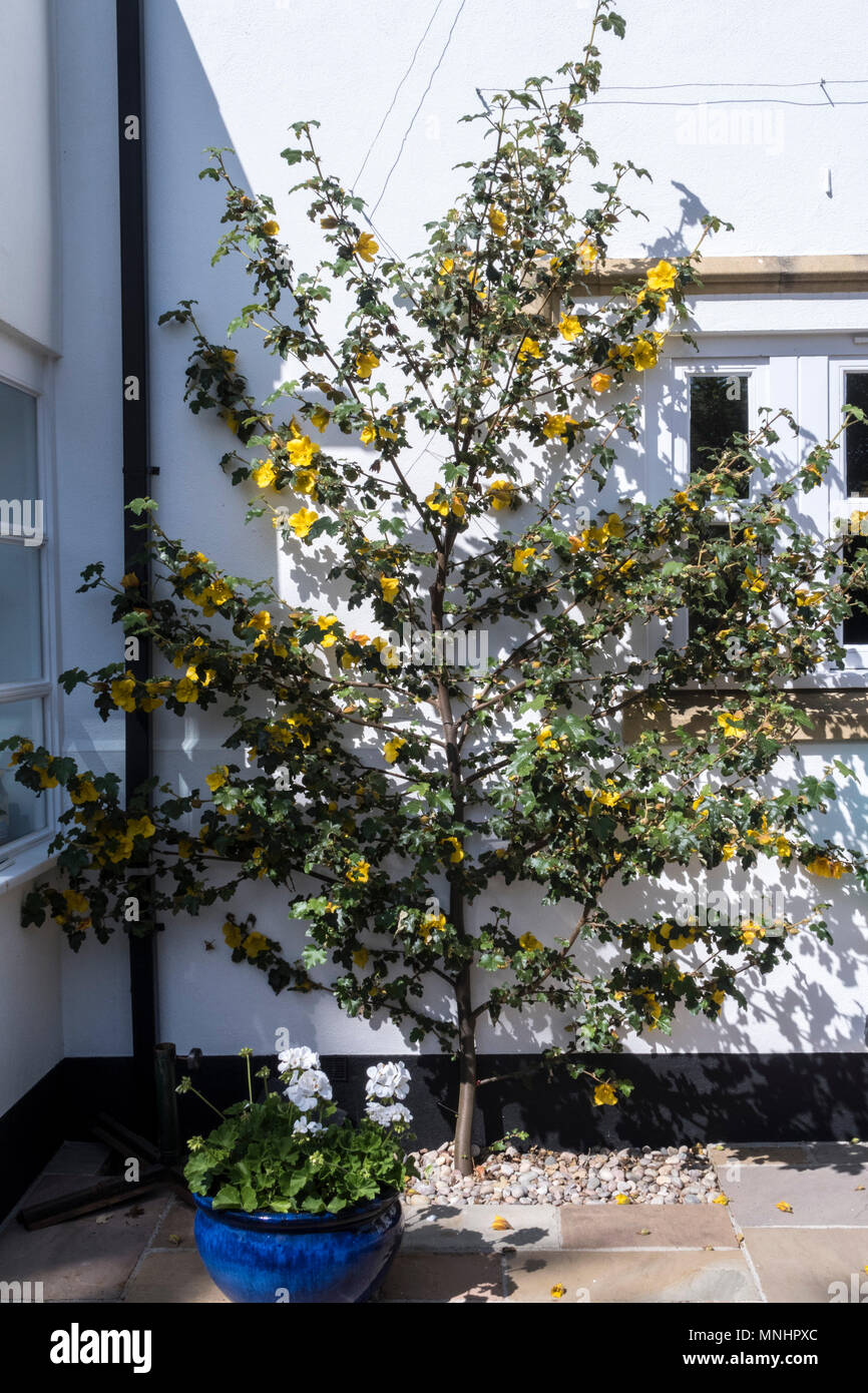 Fremontodendron Kalifornien Herrlichkeit Immer auf Draht, die weiße Wand eines Hauses Stockfoto