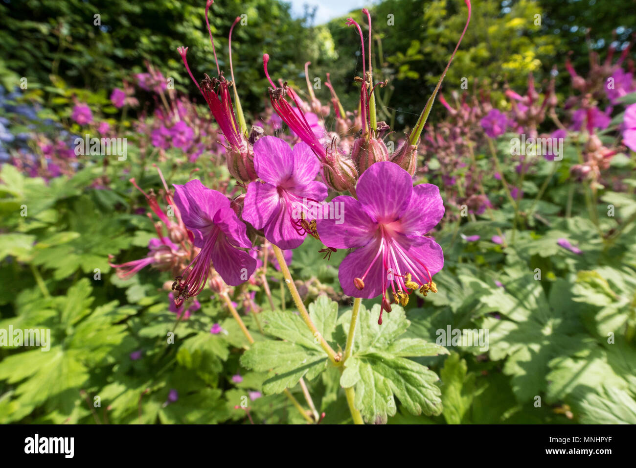 Geranium macrorrhizum, die Abdeckung in einen Devon Garten. Stockfoto