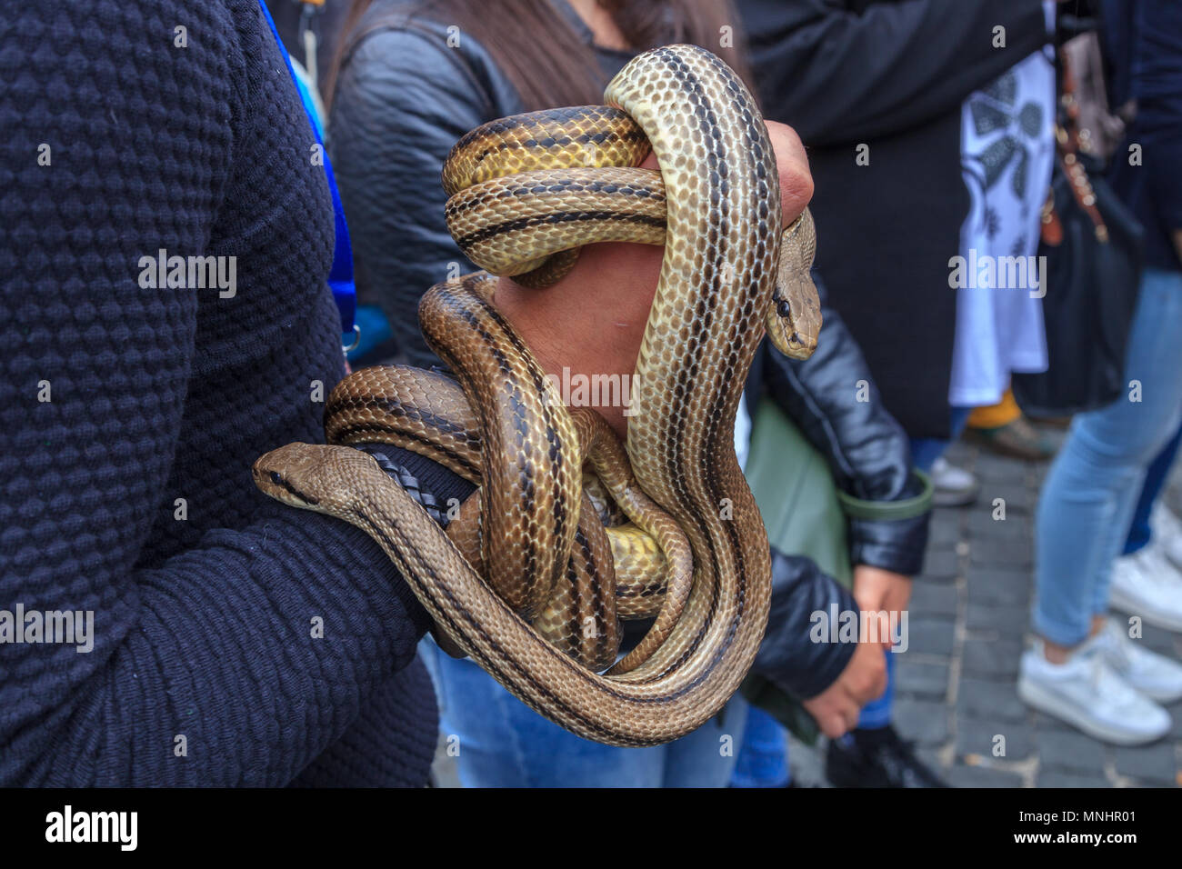 Snake Festival in Cocullo (Italien) Stockfoto