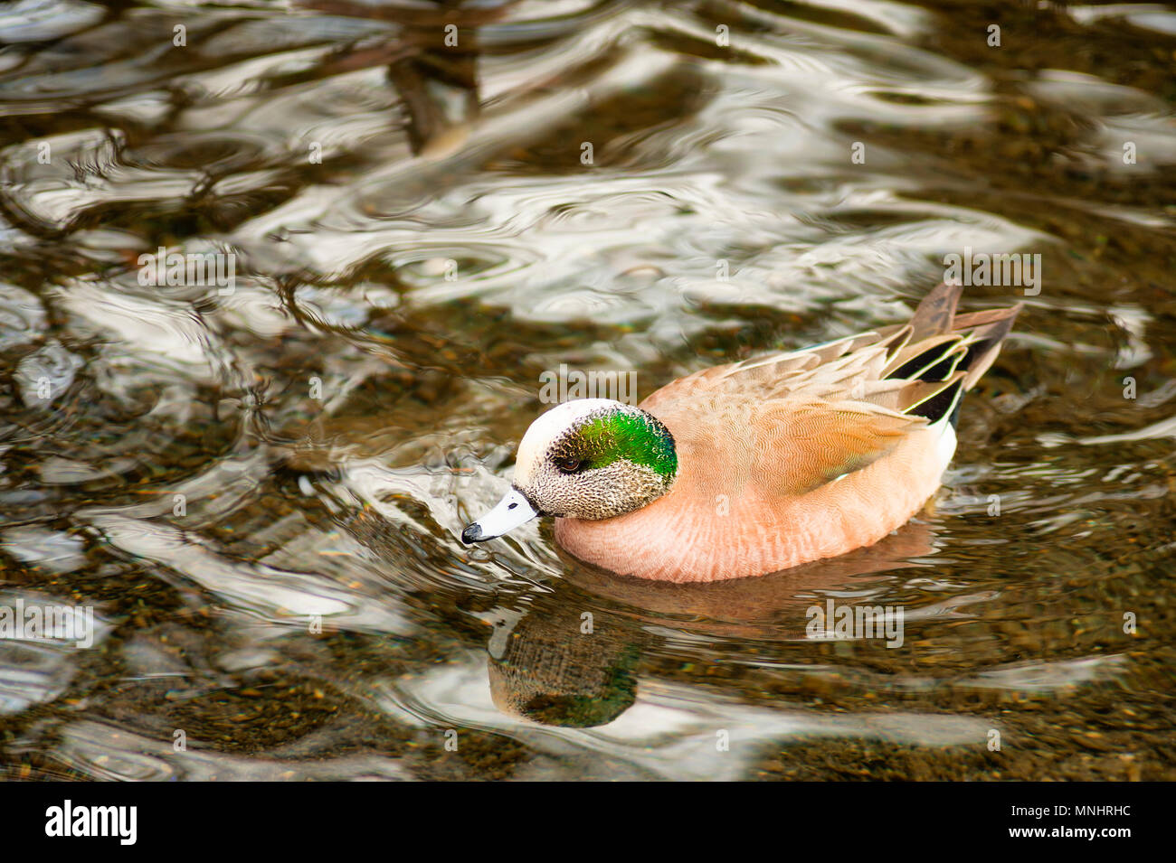 Amerikanische Pfeifente eine Spezies von Dabbling Duck in Nordamerika. Stockfoto