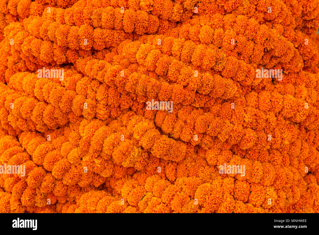 Ringelblumen Kranz Hintergrund Stockfoto
