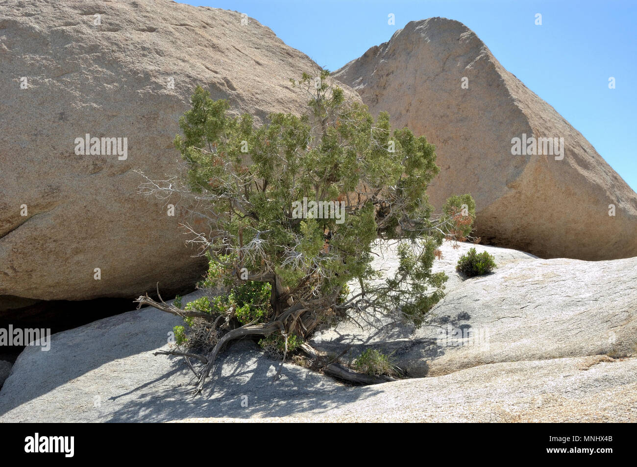 Gnarly Wacholder, Juniperus californica, Monzogranite rock Pile, Geologie Tour Road, Joshua Tree National Park, CA 040410 0693 Stockfoto