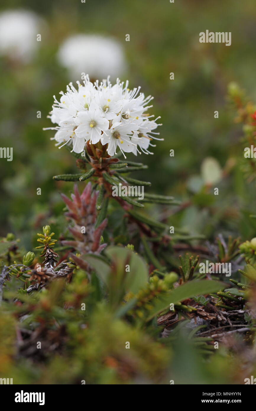 Seitenansicht der Bog Labrador Kaffee Blume, Rhododendron groenlandicum,  fand nrdlich von Arviat, Nunavut Stockfotografie - Alamy