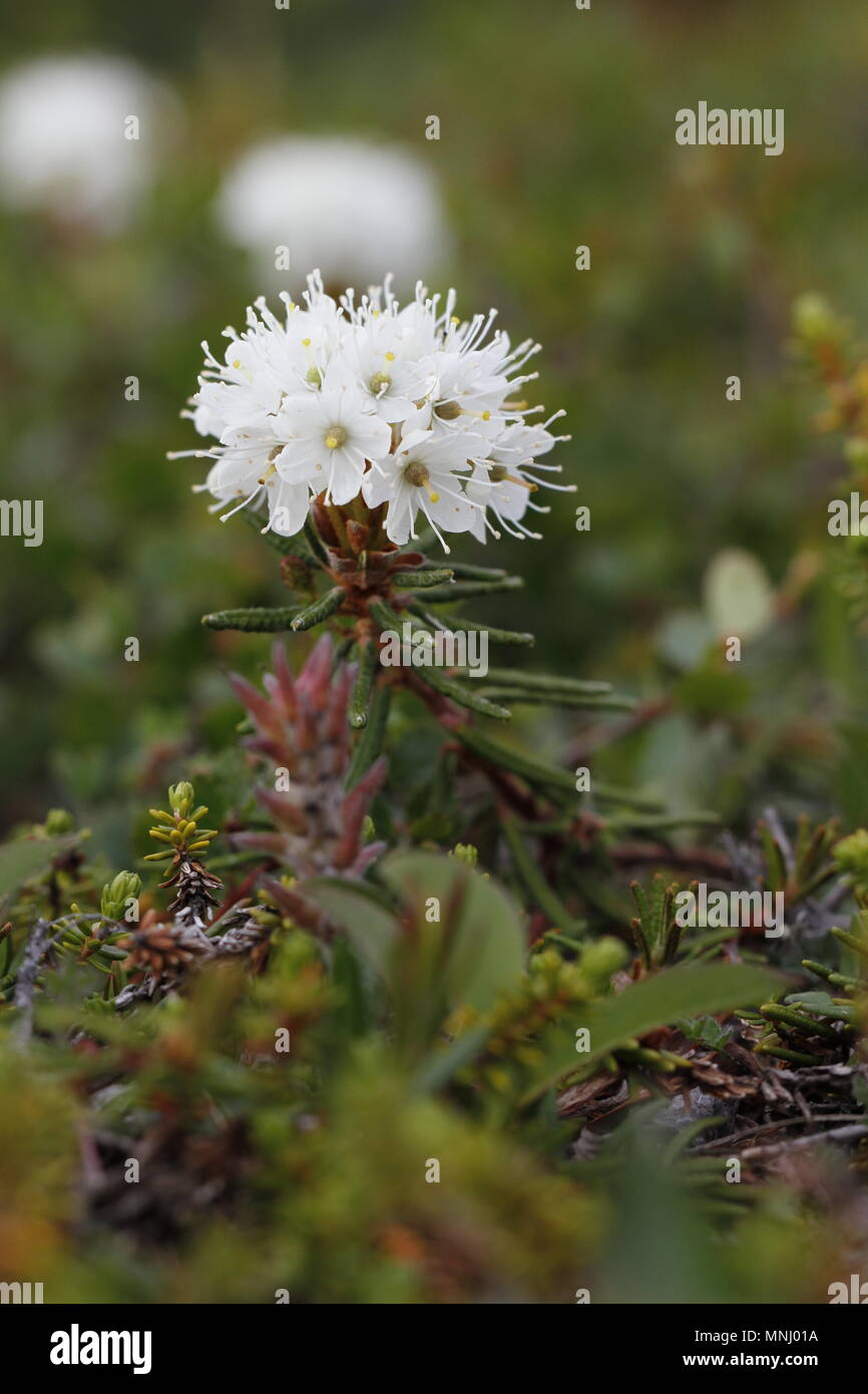 Seitenansicht der Bog Labrador Kaffee Blume, Rhododendron groenlandicum,  fand nrdlich von Arviat, Nunavut Stockfotografie - Alamy