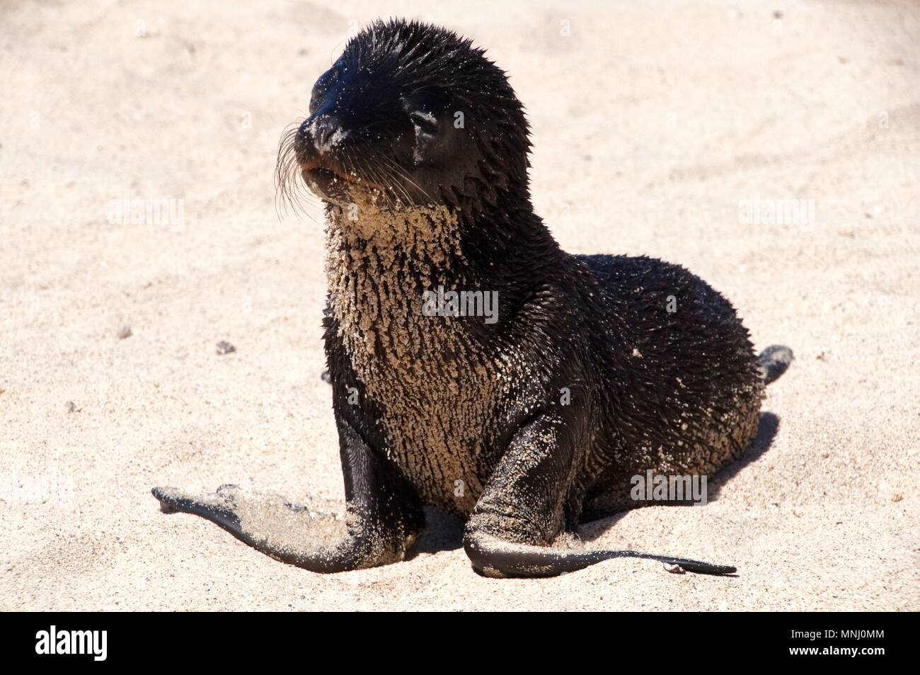 Sea Lion Welpen auf Galapagos Insel Stockfoto