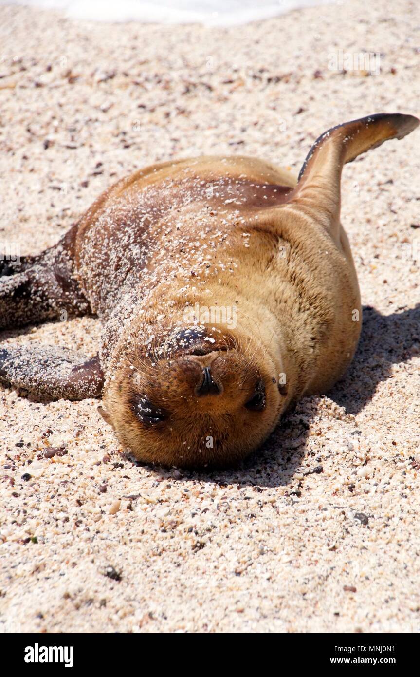 Sea Lion Welpen auf Galapagos Insel Stockfoto