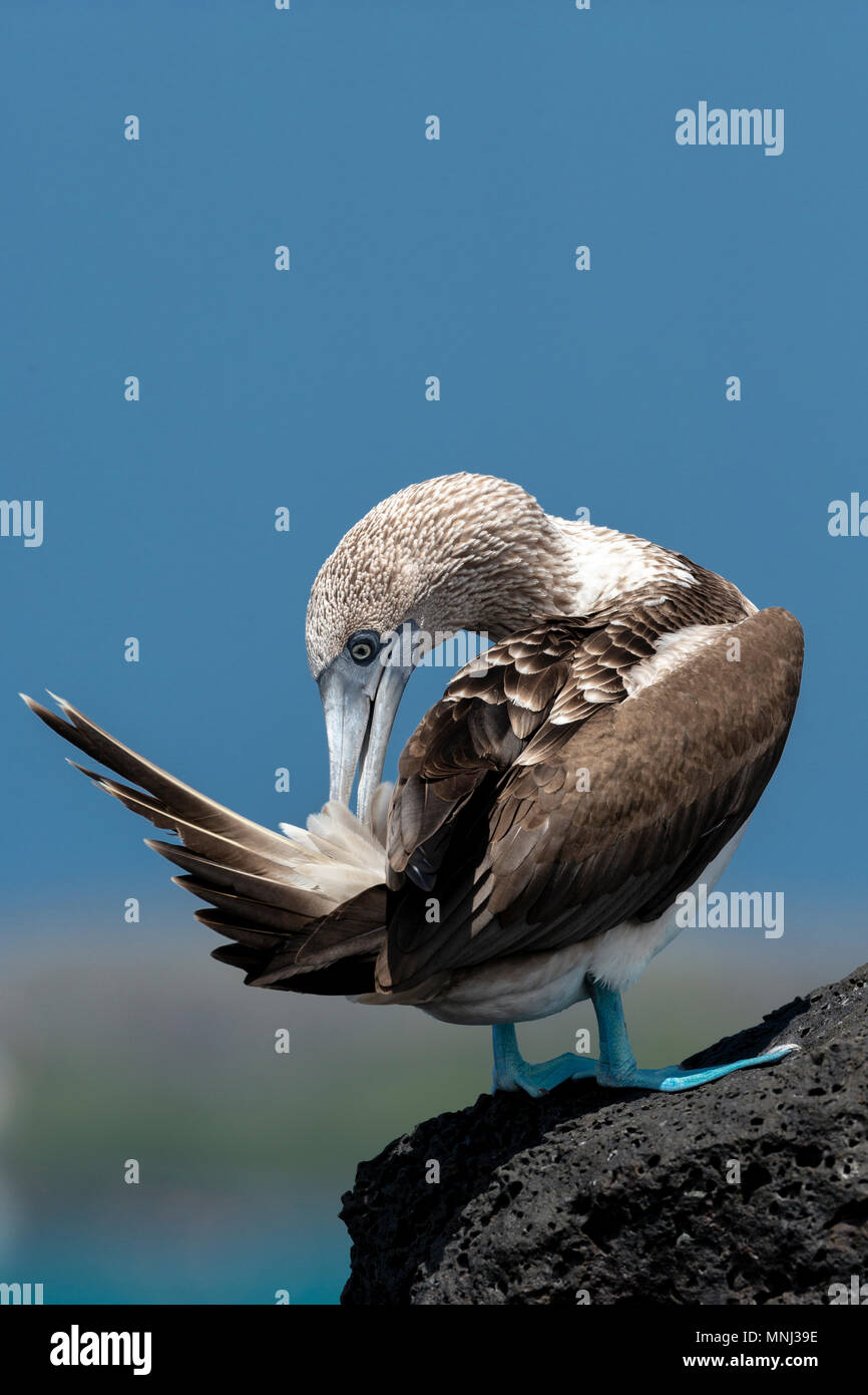 Blue-footed Booby (Sula nebouxii), Galapagos, Ecuador Stockfoto