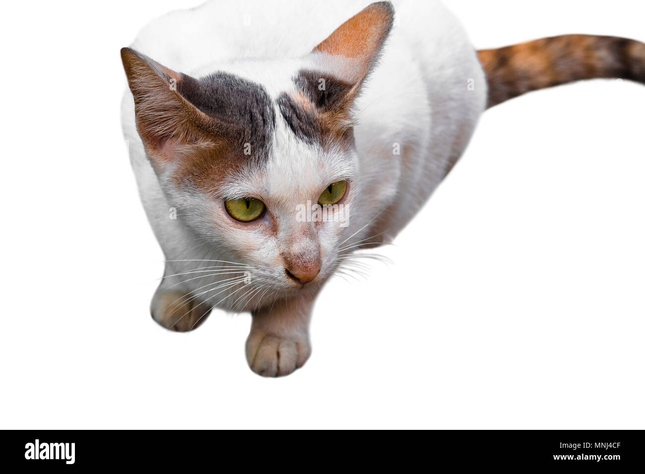 Portrait von Weißen, Gelben tabby Katze auf weißem Hintergrund Stockfoto