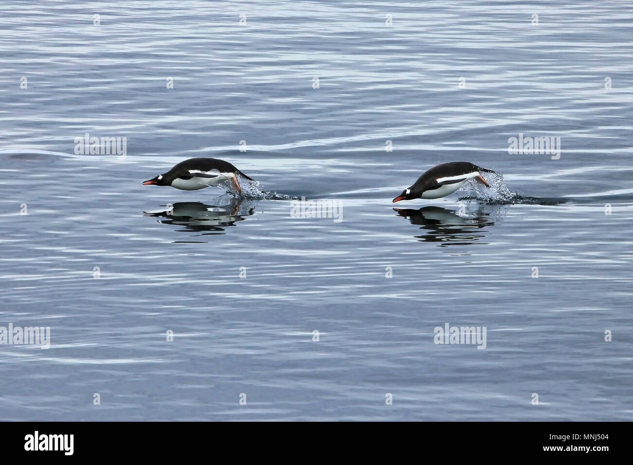 Gentoo Pinguin schwimmen und Springen im Wasser gespiegelt, Antarktische Halbinsel Stockfoto