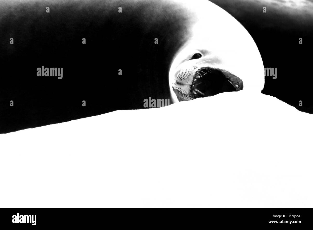 Dichtung mit offenen Mund auf Eisscholle, schwarz-weiße Grafik entworfen, Bild, Antarktische Halbinsel Stockfoto