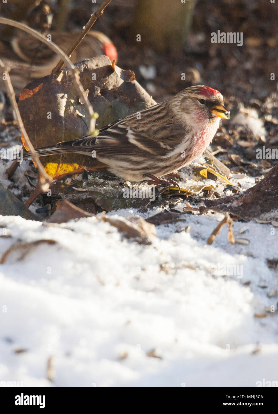 COMMON REDPOLL auf der Suche nach Essen, 2017 Stockfoto