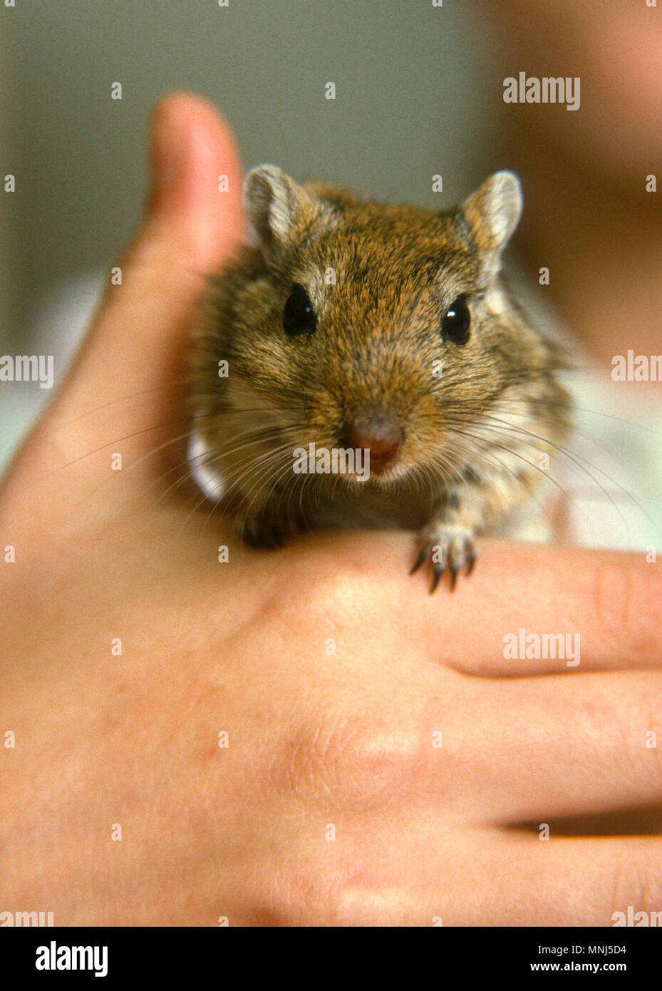 Ratte als Haustier 2009 Stockfoto