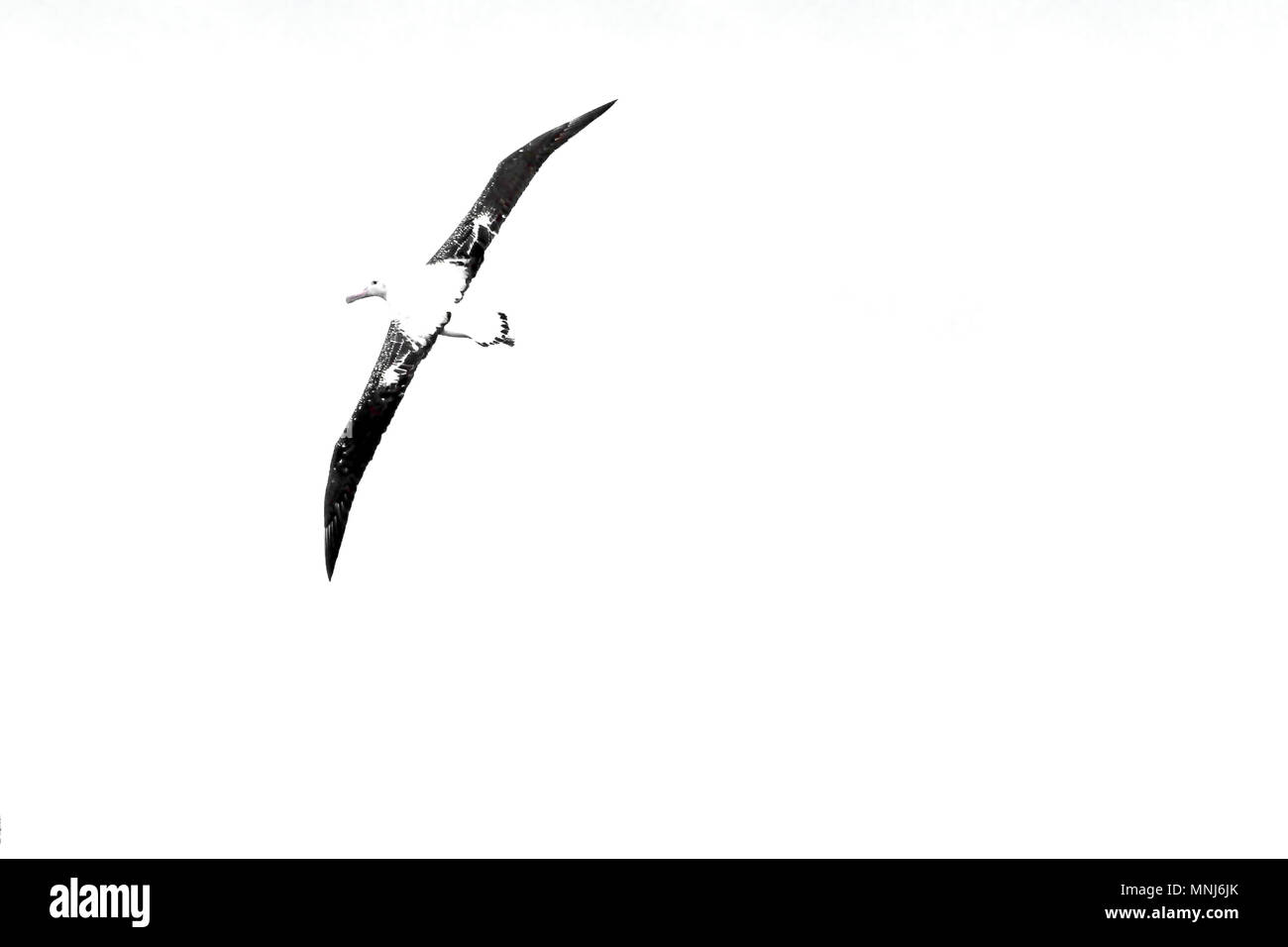 Flying Wanderalbatross, verschneite Albatross, White-Winged Albatross oder Goonie, diomedea exulans, einer der grössten Vögel der Welt, der Antarktis Stockfoto