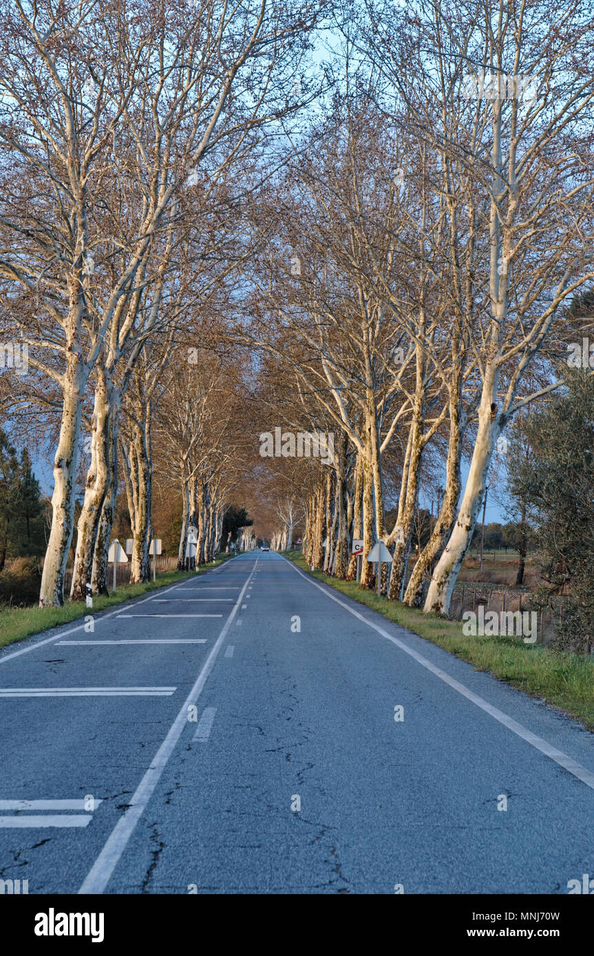 Straße und Winter Bäume im Alentejo, Portugal Stockfoto