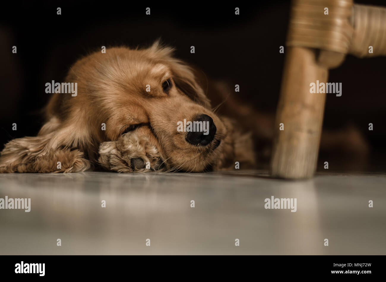 Cocker Spaniel hund Schlafen Stockfoto