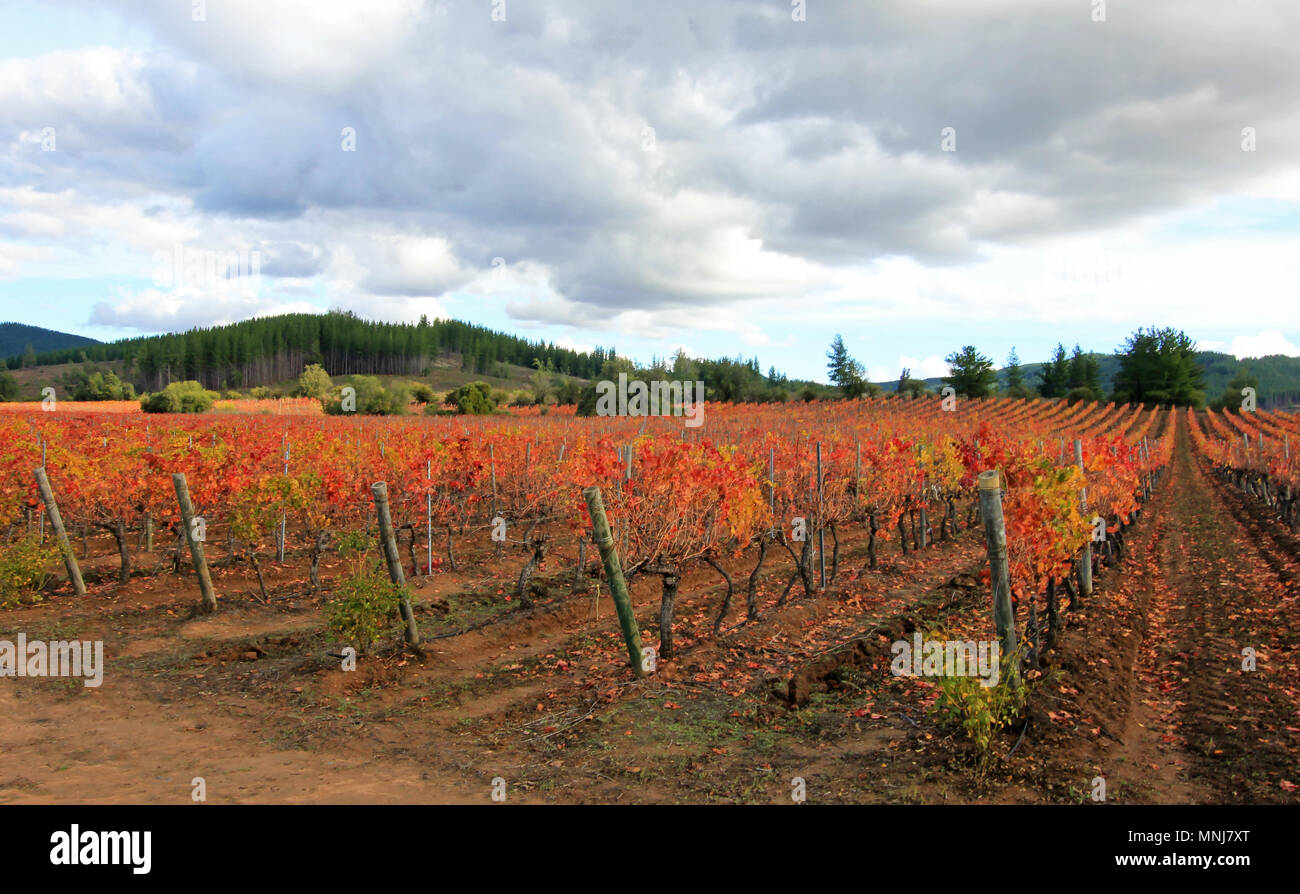 Bunte Weinberg in Chile Stockfoto