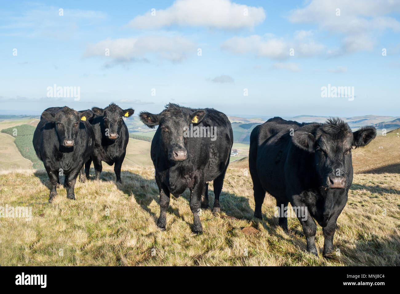 Aberdeen Angus Kühe auf der schottischen Grenze mit England in der Nähe von St. Cuthbert Weg lange Strecke Fußweg. Stockfoto