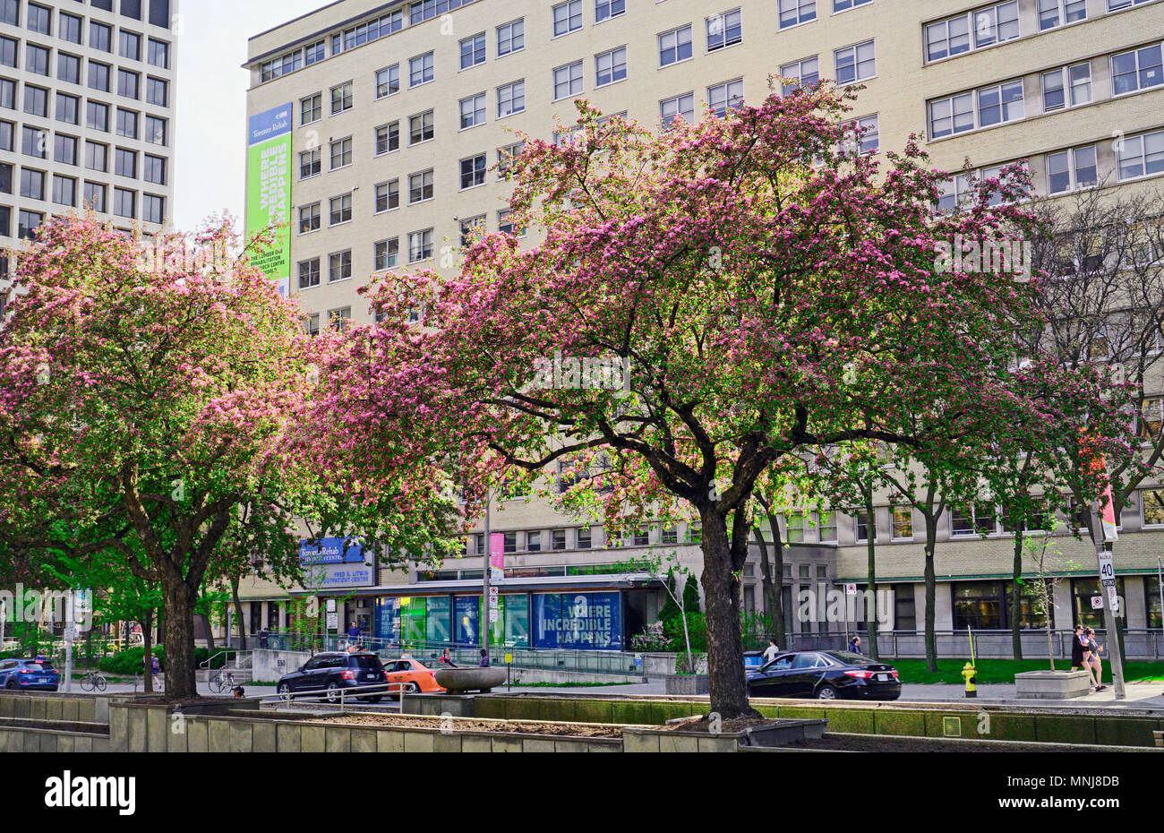 Toronto Rehabilitation Institut oder Toronto Rehab mit angelegten Gärten und blühenden crabapple Bäume mitten in der University Avenue Stockfoto