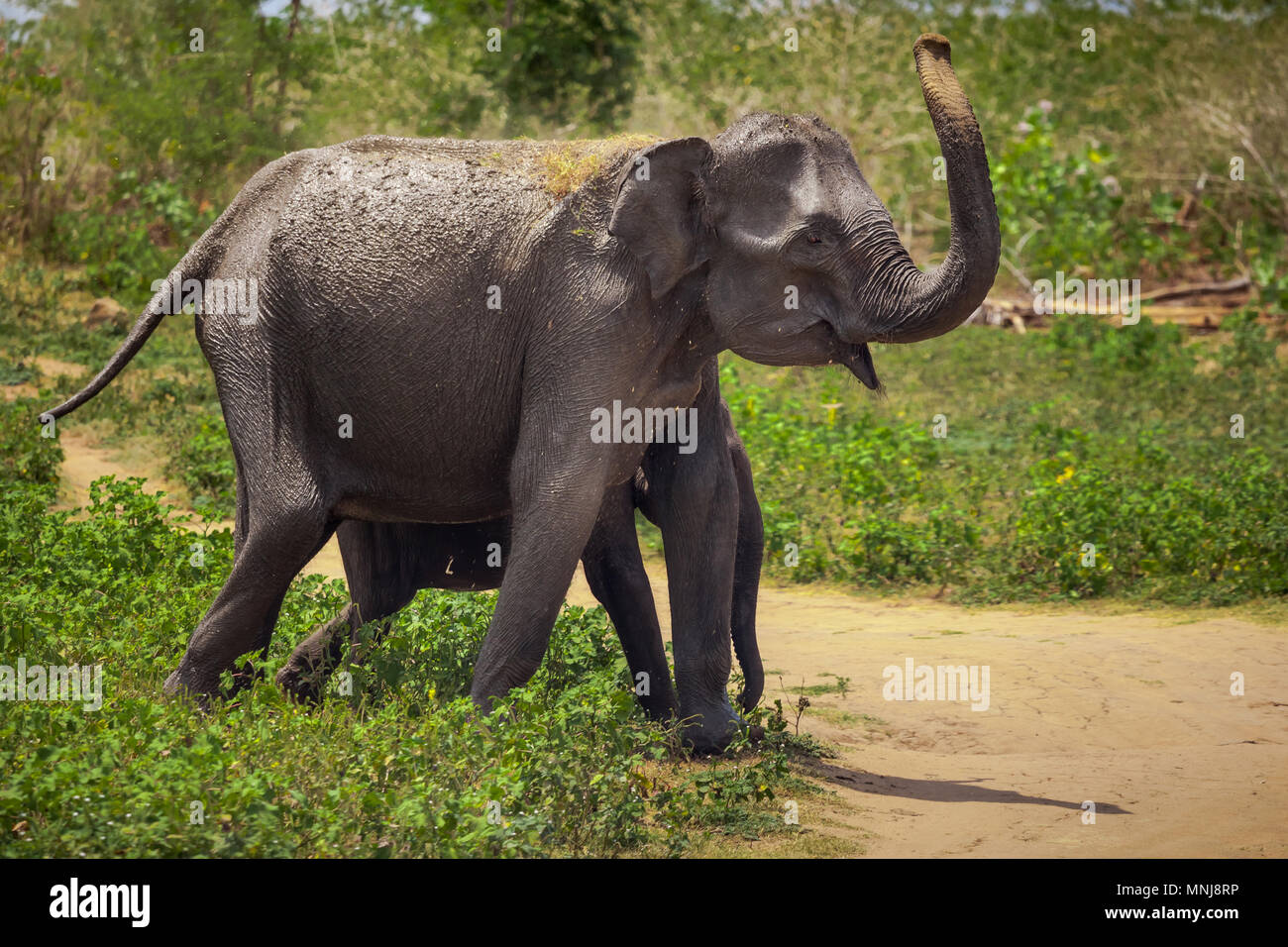 Die asiatischen Erwachsener und Baby Elefanten sind zu Fuß in den Pinnawala Elefanten Waisenhaus. Pinnawala Dorf, Sri Lanka. Wilde Tiere unter menschlichen Schutz. Stockfoto