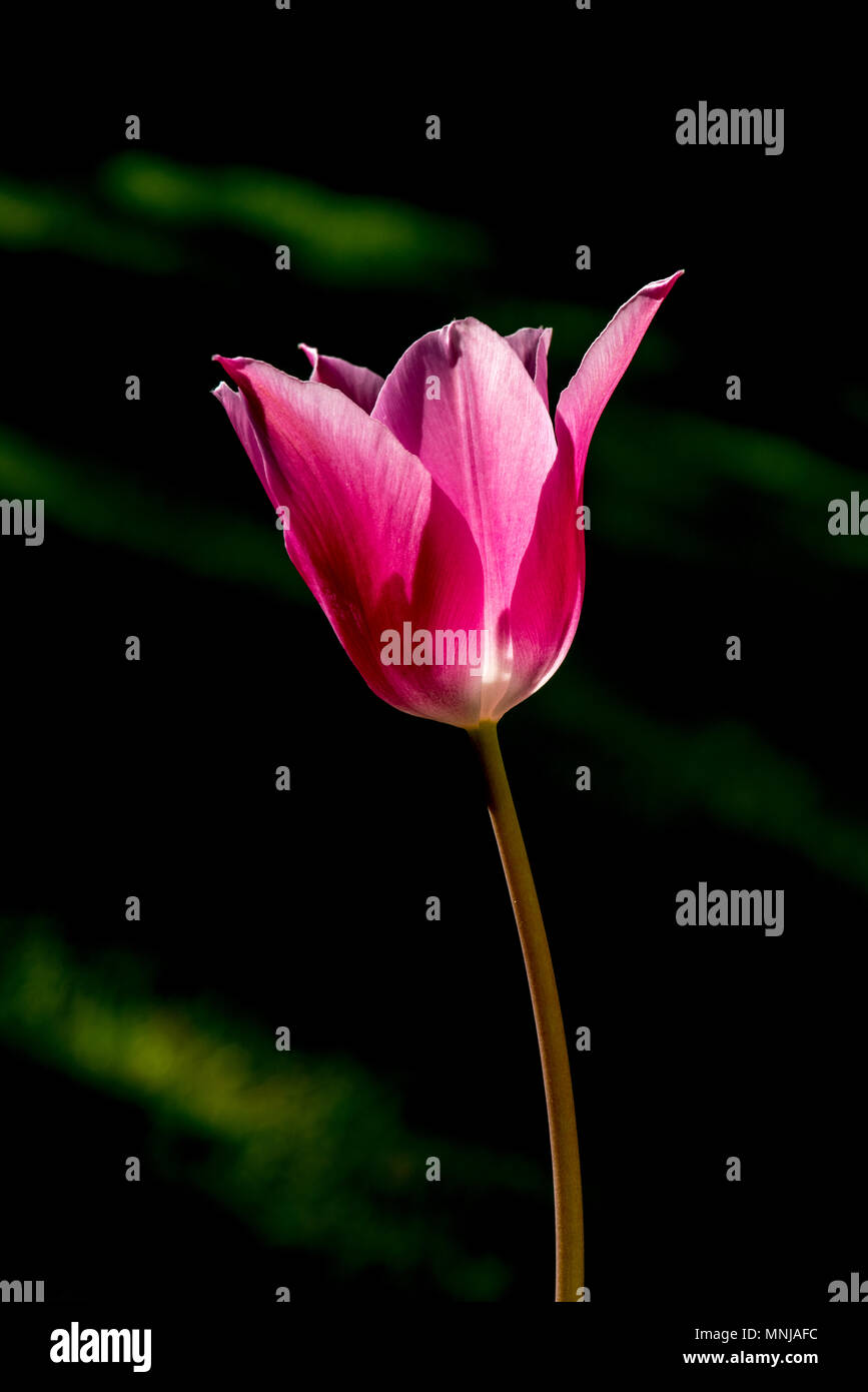 Rosa Tulpe mit dunklen Hintergrund Stockfoto