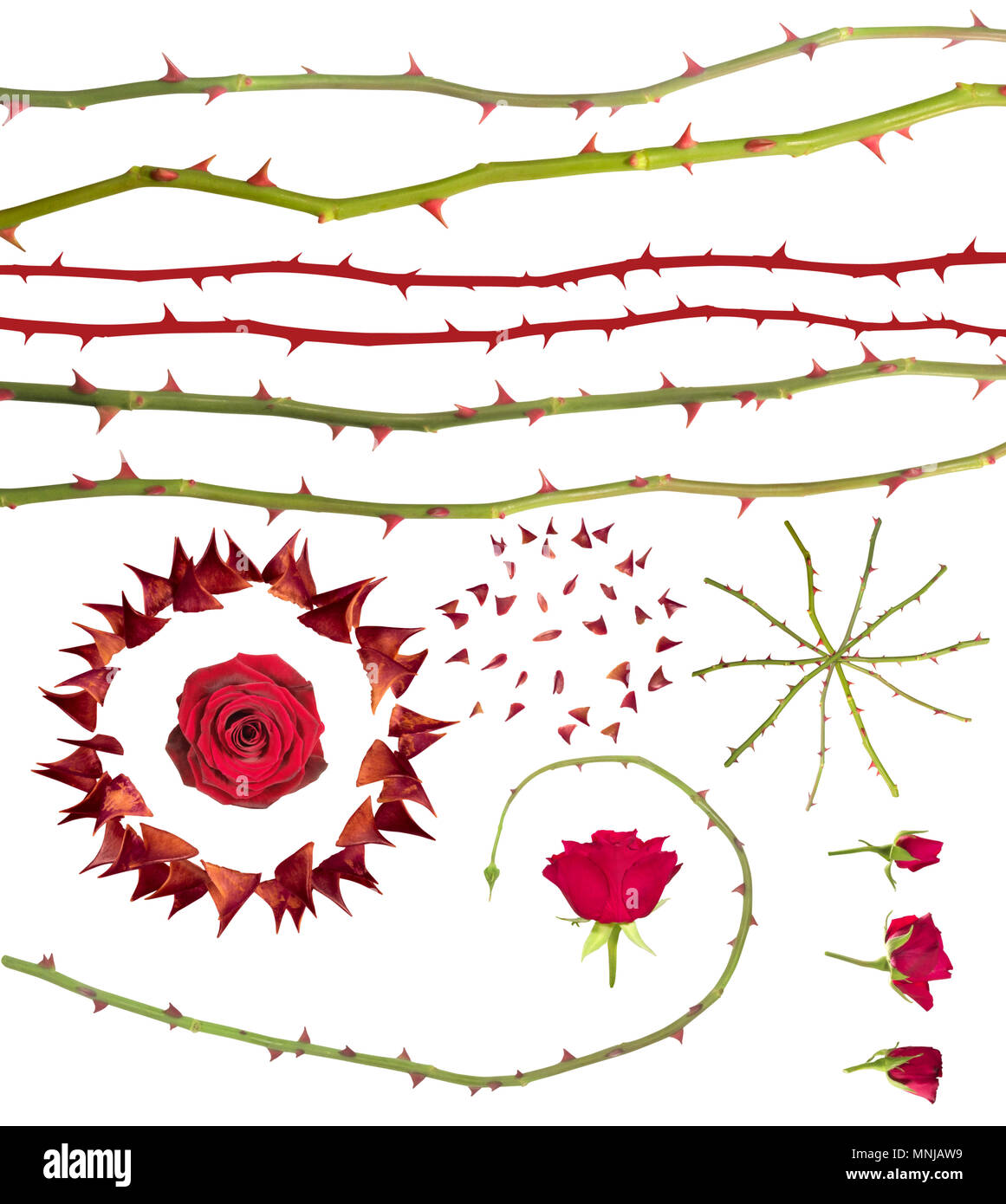 Sammlung von singular Rose Dornen, rose Triebe und Knospen, isoliert auf weißem Stockfoto