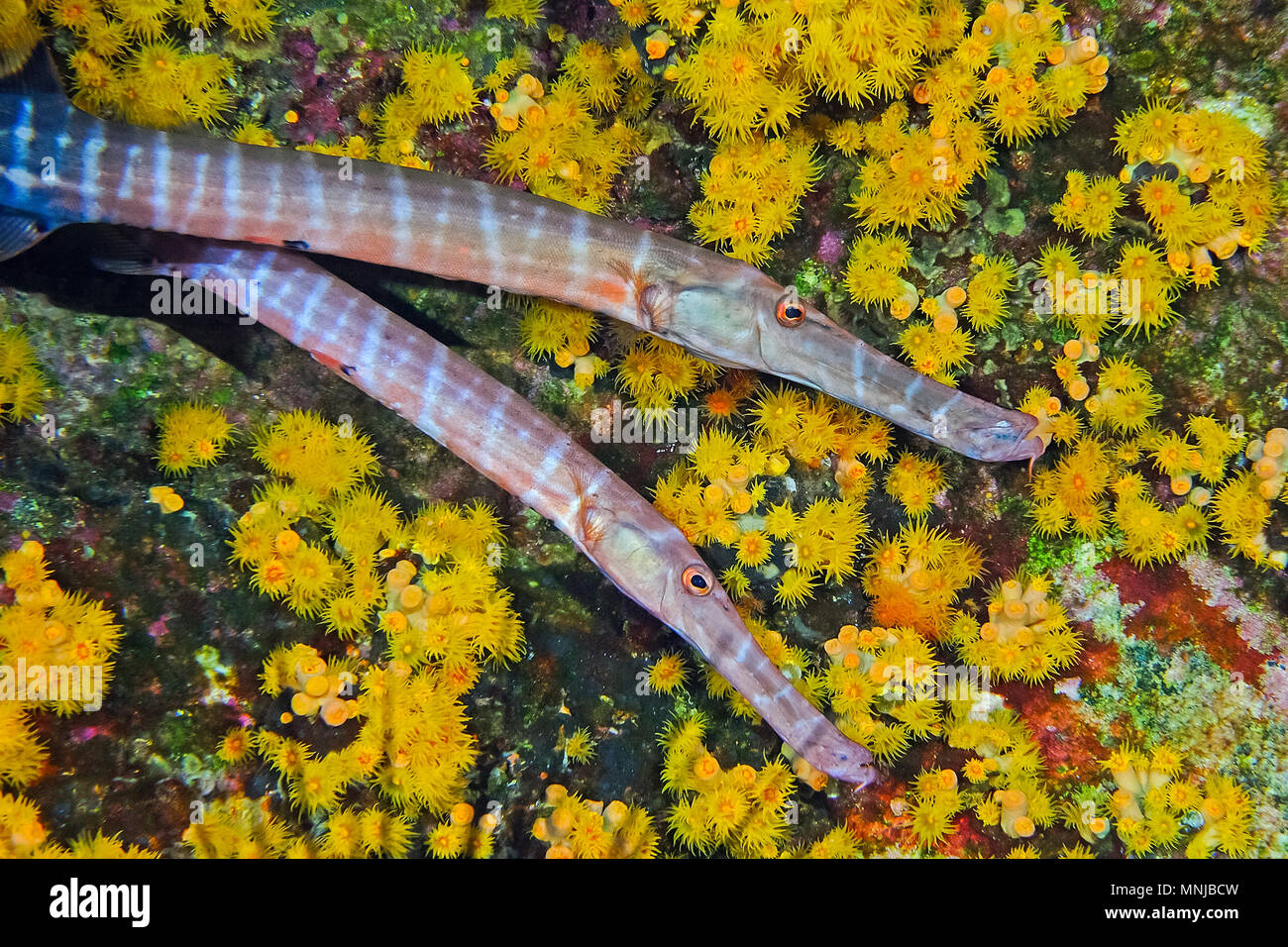 Trompetenfische, Aulostomus chinensis, Paar, Revillagigedo Inseln, Roca Partida, Mexiko, Pazifik Stockfoto