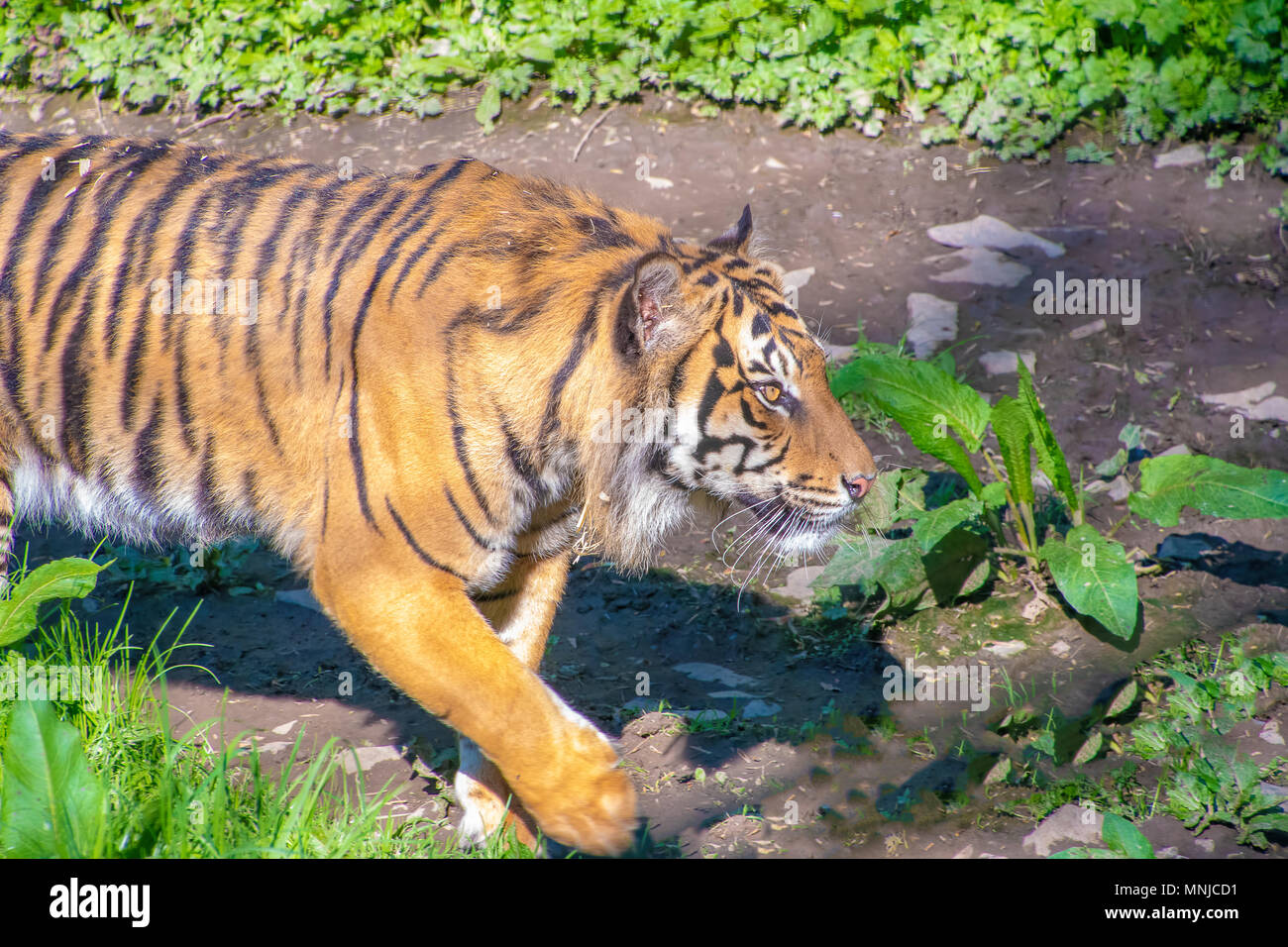 Sumatra Tiger spazieren in der Sonne Stockfoto