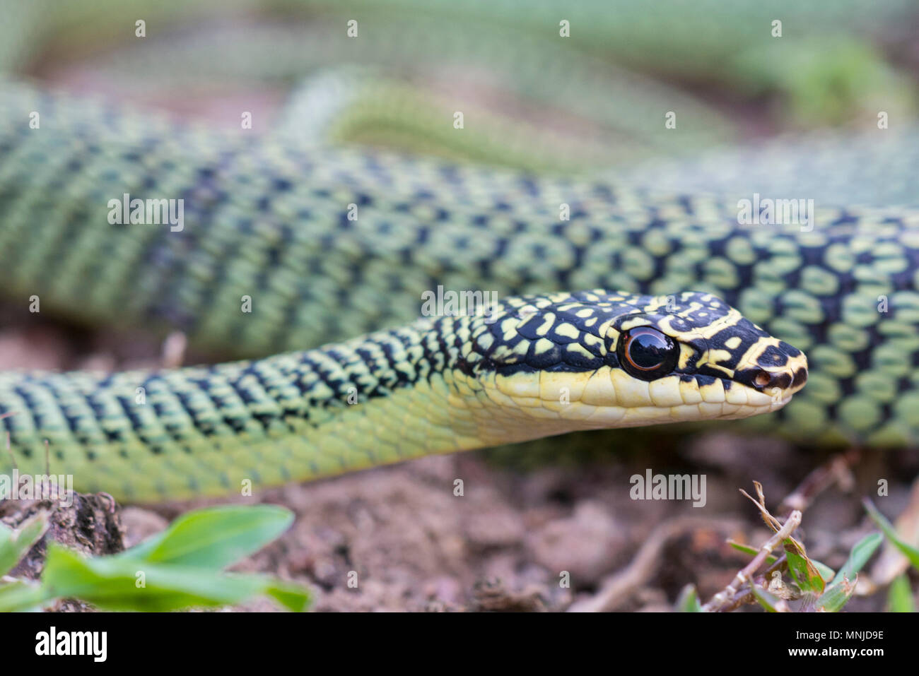 Sehr schöne Golden Tree Snake (Chrysopelea verzierten) in Krabi, Thailand auf einen Baum. Stockfoto