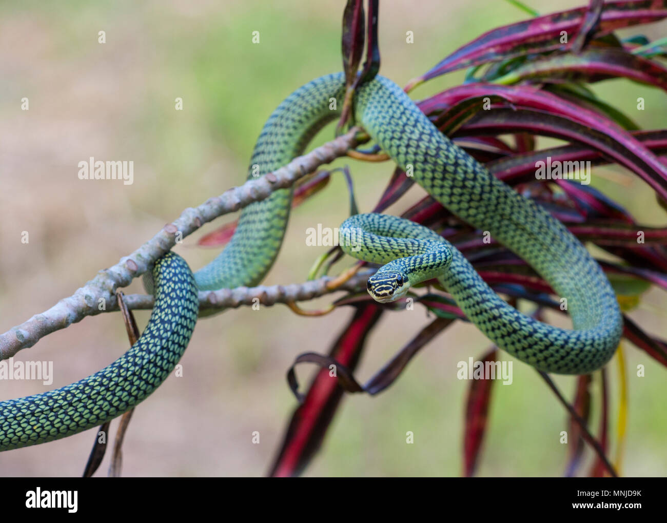 Sehr schöne Golden Tree Snake (Chrysopelea verzierten) in Krabi, Thailand auf einen Baum. Stockfoto