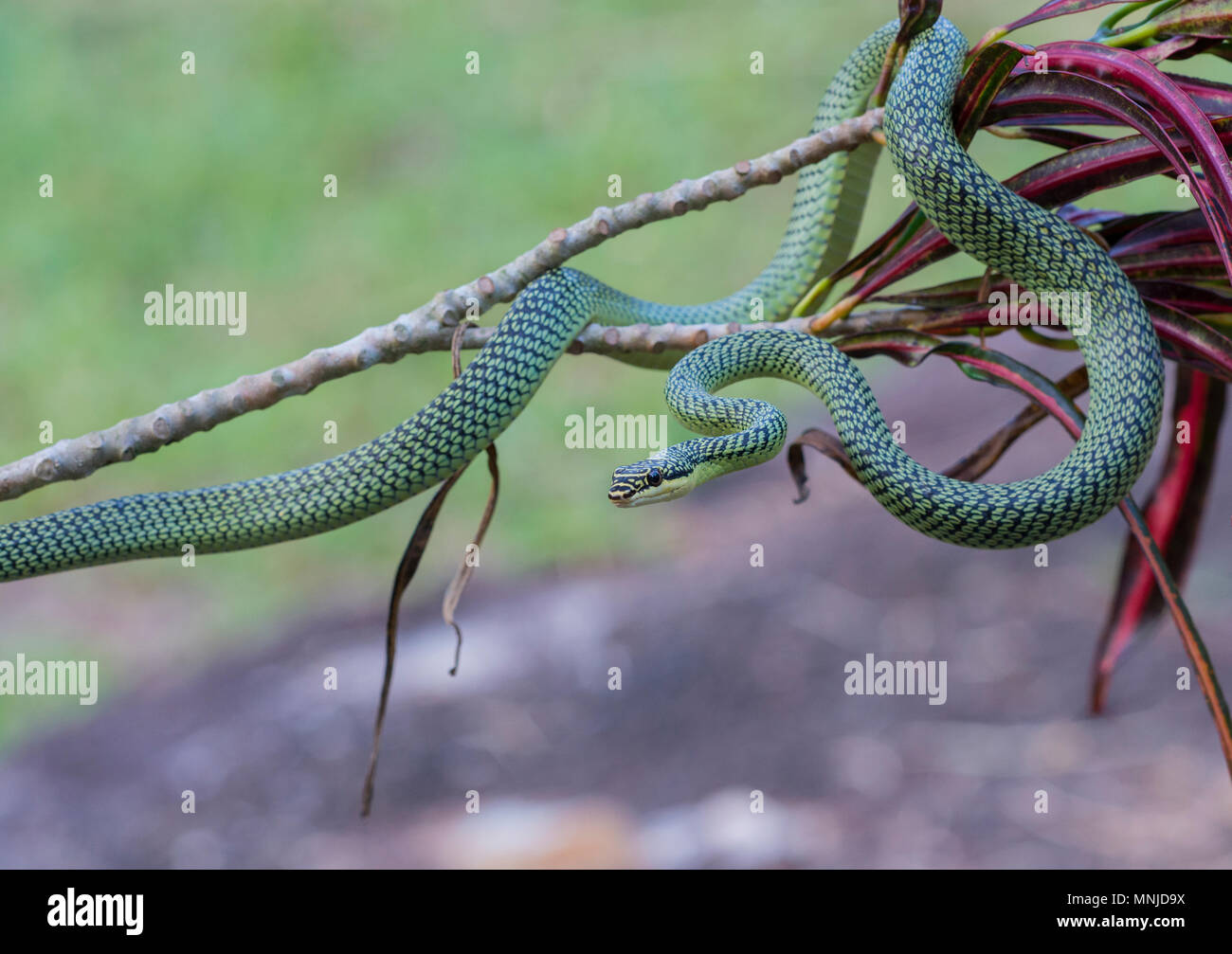 Sehr schöne Golden Tree Snake (Chrysopelea verzierten) in Krabi, Thailand auf einen Baum. Stockfoto