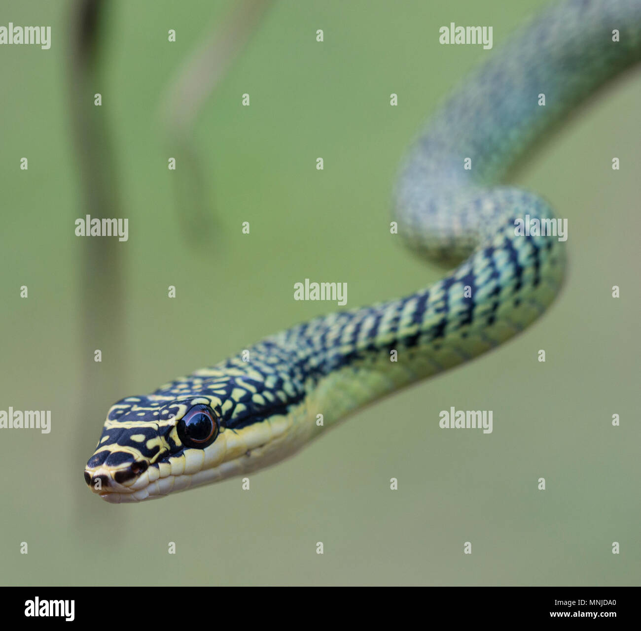 Sehr schöne Golden Tree Snake (Chrysopelea verzierten) in Krabi, Thailand auf einen Baum. Stockfoto