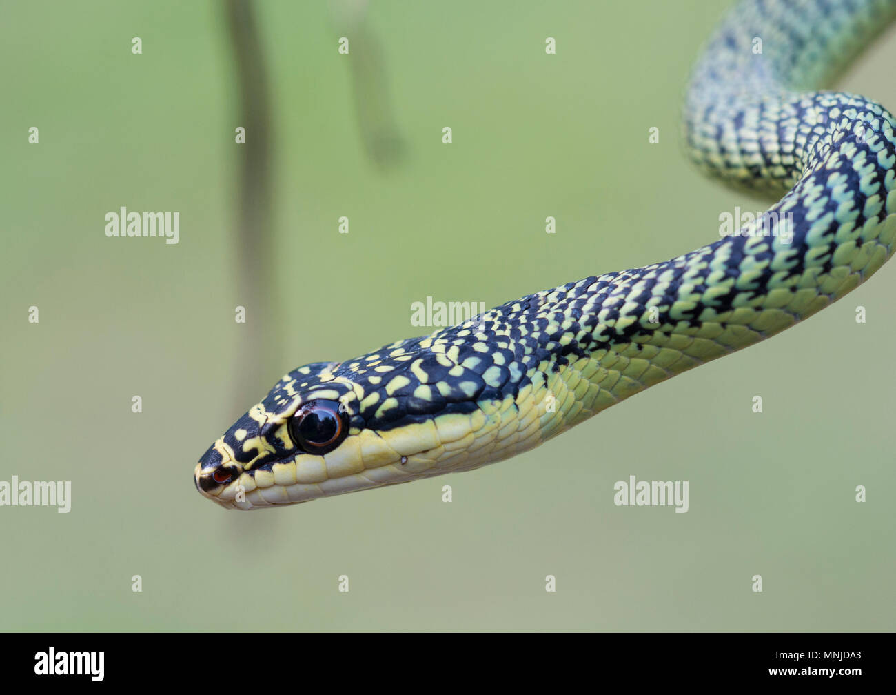Sehr schöne Golden Tree Snake (Chrysopelea verzierten) in Krabi, Thailand auf einen Baum. Stockfoto