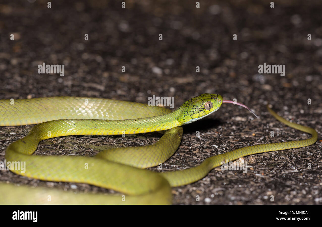 Grüne Katze Schlange (Boiga cyanea) Phuket Thailand bis auf der Straße bei Nacht aufgewickelt. Stockfoto